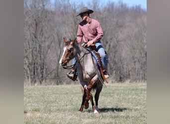 Appaloosa, Caballo castrado, 9 años, 147 cm, Ruano alazán