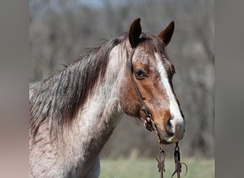 Appaloosa, Caballo castrado, 9 años, 147 cm, Ruano alazán