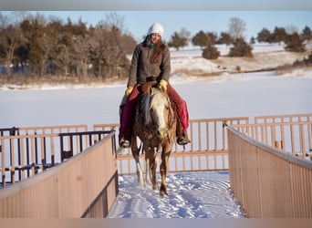 Appaloosa, Caballo castrado, 9 años, 150 cm, Palomino