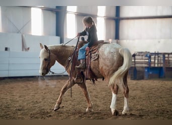 Appaloosa, Caballo castrado, 9 años, 150 cm, Palomino