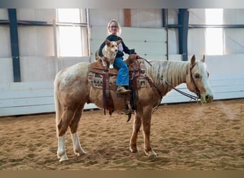 Appaloosa, Caballo castrado, 9 años, 150 cm, Palomino