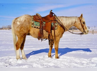 Appaloosa, Caballo castrado, 9 años, 150 cm, Palomino