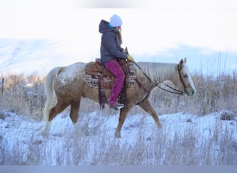 Appaloosa, Caballo castrado, 9 años, 150 cm, Palomino