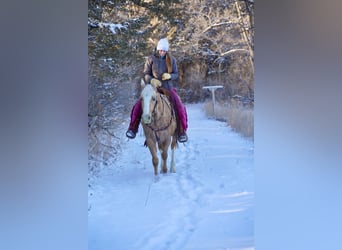 Appaloosa, Caballo castrado, 9 años, 150 cm, Palomino