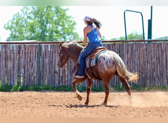 Appaloosa, Caballo castrado, 9 años, 152 cm, Alazán-tostado