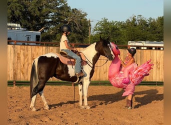 Appaloosa, Caballo castrado, 9 años, 152 cm