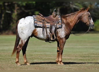 Appaloosa, Caballo castrado, 9 años, 152 cm