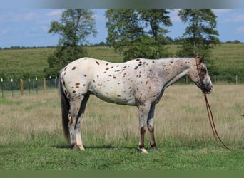 Appaloosa, Caballo castrado, 9 años, 155 cm, Alazán rojizo