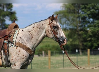 Appaloosa, Caballo castrado, 9 años, 155 cm, Alazán rojizo