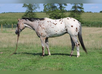 Appaloosa, Caballo castrado, 9 años, 155 cm, Alazán rojizo