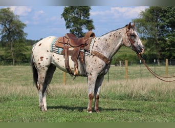 Appaloosa, Caballo castrado, 9 años, 155 cm, Alazán rojizo