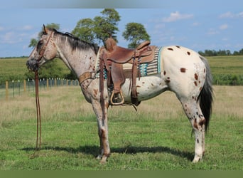 Appaloosa, Caballo castrado, 9 años, 155 cm, Alazán rojizo