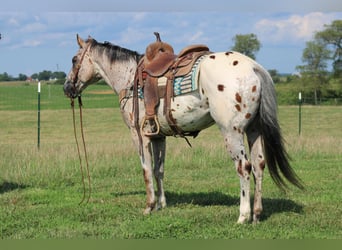 Appaloosa, Caballo castrado, 9 años, 155 cm, Alazán rojizo