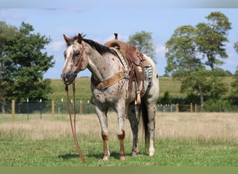 Appaloosa, Caballo castrado, 9 años, 155 cm, Alazán rojizo