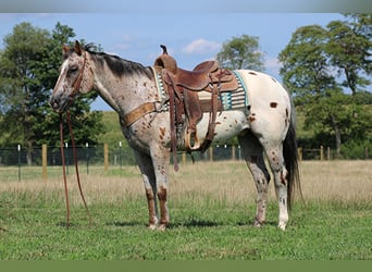 Appaloosa, Caballo castrado, 9 años, 155 cm, Alazán rojizo