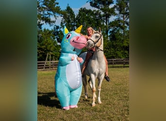 Appaloosa, Caballo castrado, 9 años, 155 cm, Palomino