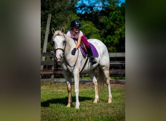 Appaloosa, Caballo castrado, 9 años, 155 cm, Palomino