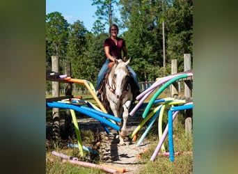 Appaloosa, Caballo castrado, 9 años, 155 cm, Palomino