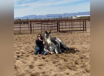 Appaloosa, Caballo castrado, 9 años, 157 cm, White/Blanco