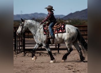 Appaloosa, Caballo castrado, 9 años, 157 cm, White/Blanco