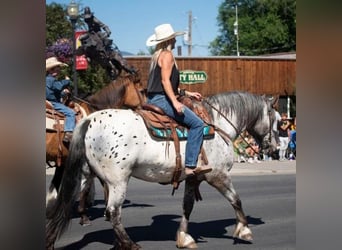 Appaloosa, Caballo castrado, 9 años, 157 cm, White/Blanco