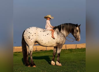 Appaloosa, Caballo castrado, 9 años, 157 cm, White/Blanco