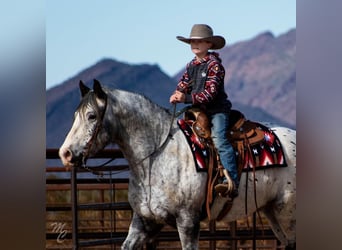 Appaloosa, Caballo castrado, 9 años, 157 cm, White/Blanco