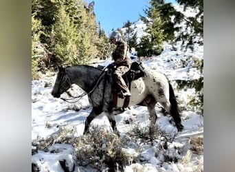 Appaloosa, Caballo castrado, 9 años, 157 cm, White/Blanco