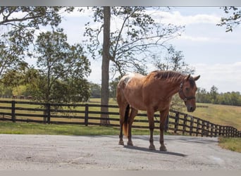 Appaloosa, Caballo castrado, 9 años, 160 cm, Castaño rojizo