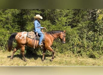 Appaloosa, Caballo castrado, 9 años, 160 cm, Castaño rojizo