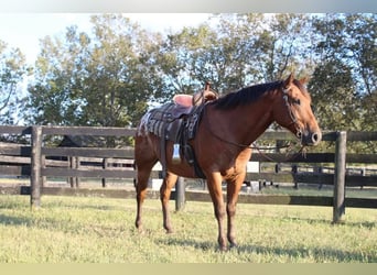 Appaloosa, Caballo castrado, 9 años, 160 cm, Castaño rojizo