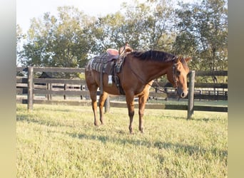 Appaloosa, Caballo castrado, 9 años, 160 cm, Castaño rojizo