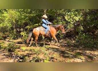 Appaloosa, Caballo castrado, 9 años, 160 cm, Castaño rojizo