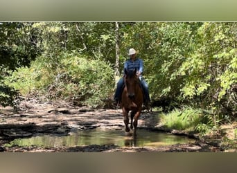 Appaloosa, Caballo castrado, 9 años, 160 cm, Castaño rojizo