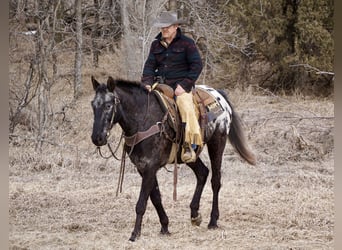 Appaloosa, Caballo castrado, 9 años, 160 cm, Ruano azulado