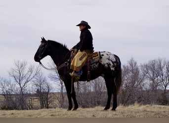 Appaloosa, Caballo castrado, 9 años, 160 cm, Ruano azulado