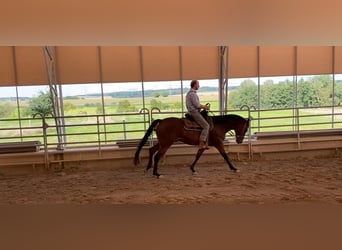 Appaloosa, Caballo castrado, 9 años, 163 cm, Castaño