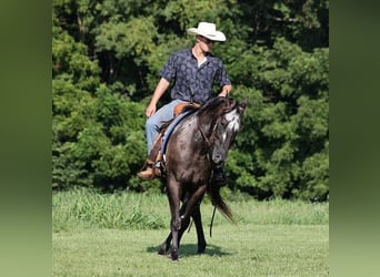 Appaloosa, Caballo castrado, 9 años, 163 cm, Negro