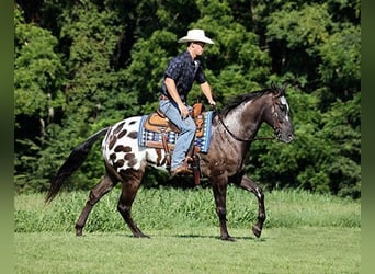 Appaloosa, Caballo castrado, 9 años, 163 cm, Negro