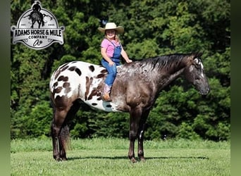 Appaloosa, Caballo castrado, 9 años, 163 cm, Negro