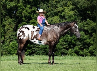 Appaloosa, Caballo castrado, 9 años, 163 cm, Negro