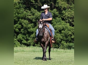 Appaloosa, Caballo castrado, 9 años, 163 cm, Negro