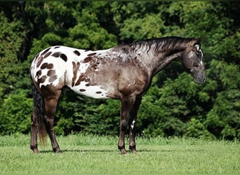 Appaloosa, Caballo castrado, 9 años, 163 cm, Negro