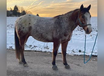 Appaloosa, Caballo castrado, 9 años, 163 cm, Overo-todas las-capas