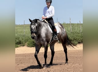 Appaloosa, Caballo castrado, 9 años, 163 cm