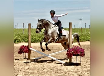 Appaloosa, Caballo castrado, 9 años, 163 cm