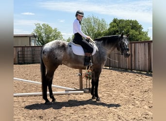 Appaloosa, Caballo castrado, 9 años, 163 cm
