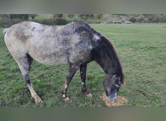 Appaloosa, Caballo castrado, 9 años, 165 cm, Castaño