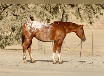 Appaloosa, Caballo castrado, 9 años, Alazán rojizo
