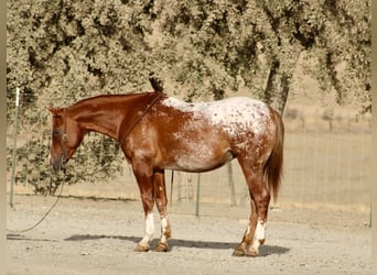 Appaloosa, Caballo castrado, 9 años, Alazán rojizo